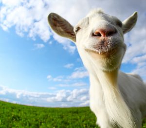 What if they don’t like goats? – UnitingWorld